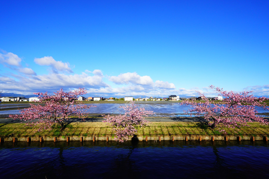 運河沿いの河津桜