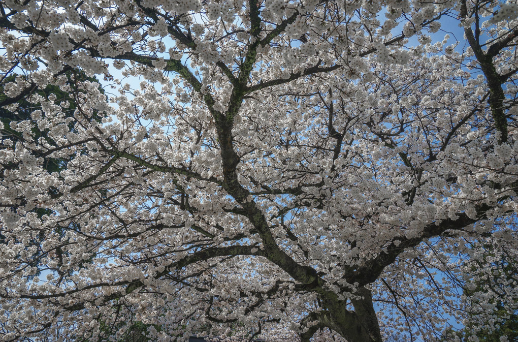 Good Day, Good Cherry Blossom