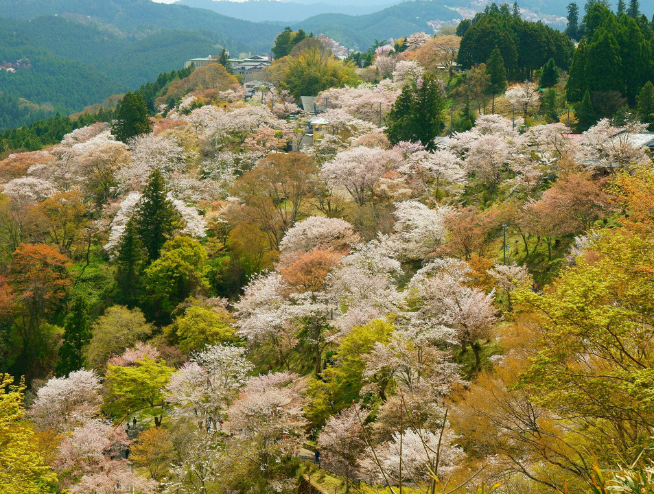 吉野山 下千本桜