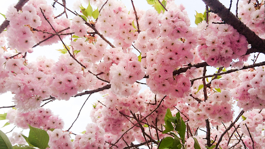 芝桜の公園  ( ¨̮ )♡