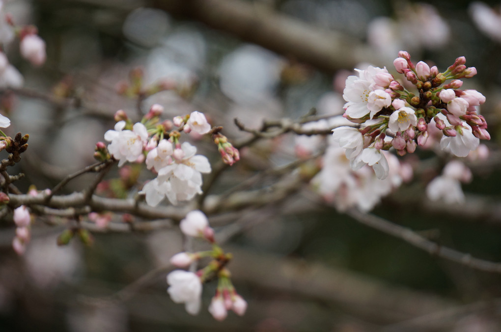 開花宣言　桜　