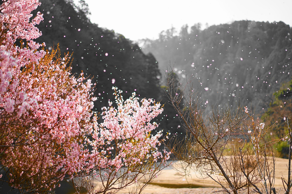 散る桜、移り行く季節。