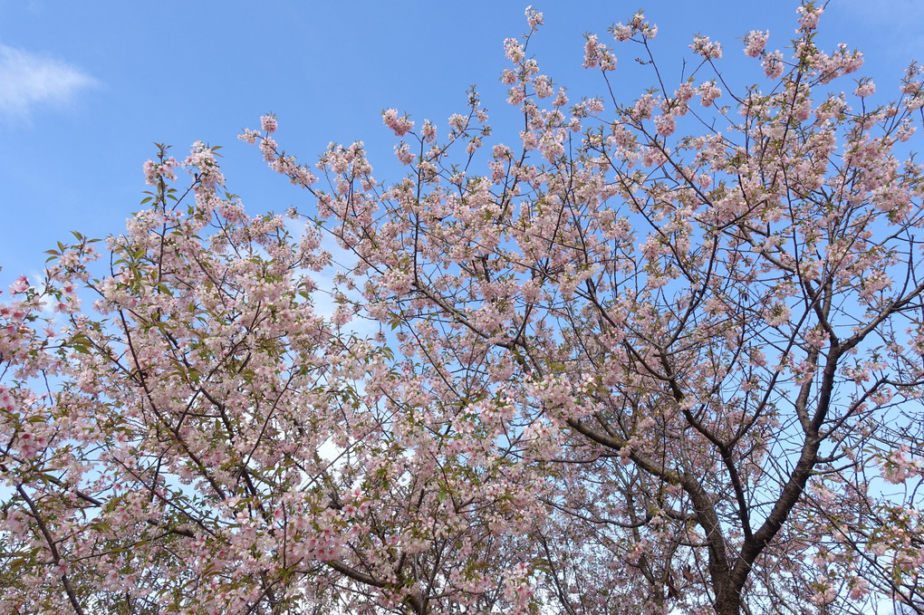 今年も咲きました！「ヒマラヤ桜」