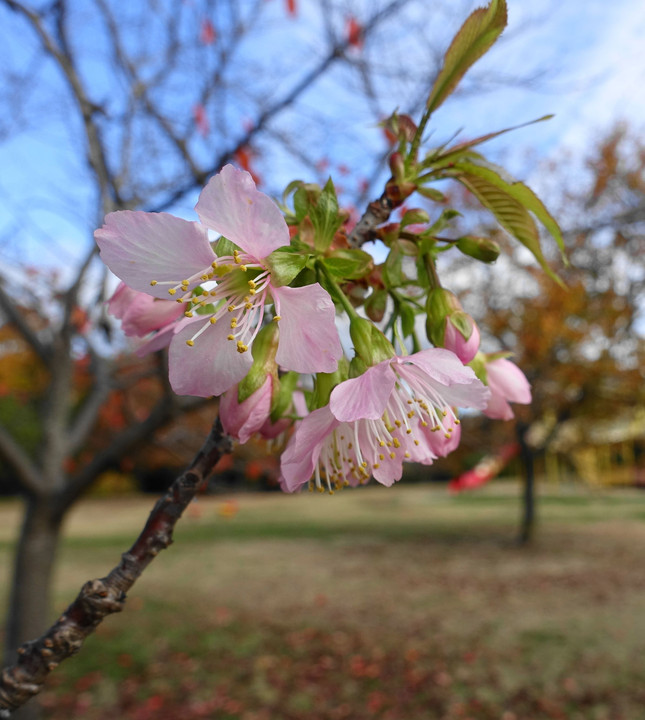 今年も咲きました！「ヒマラヤ桜」