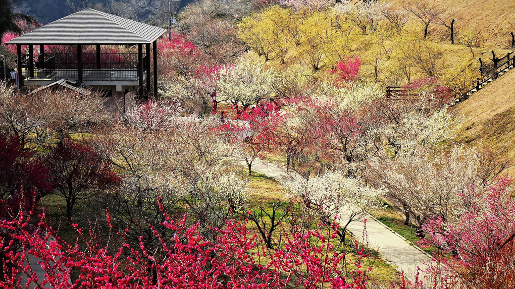 梅が咲いている風景　(於 月ヶ瀬梅林公園)
