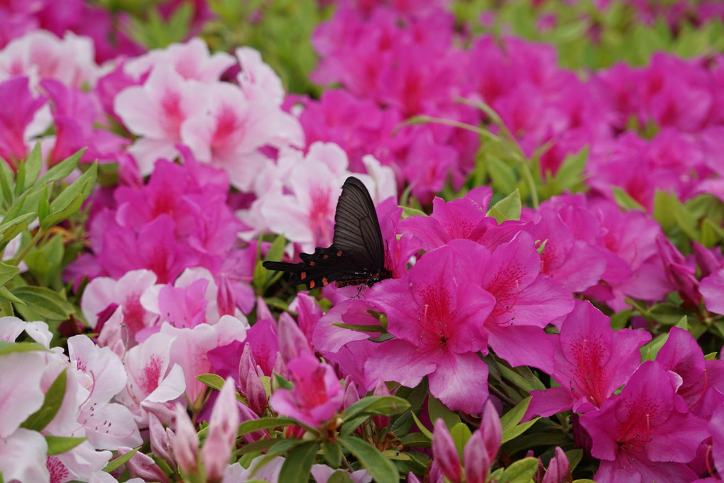 花と黒い蝶