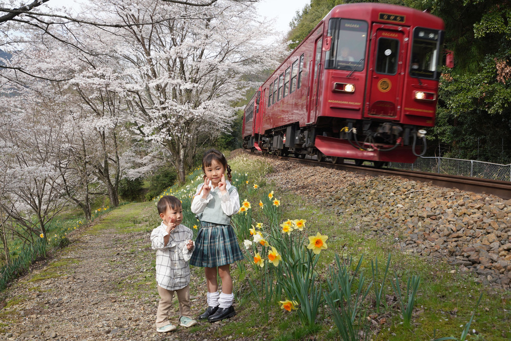桜、水仙、観光列車ながら