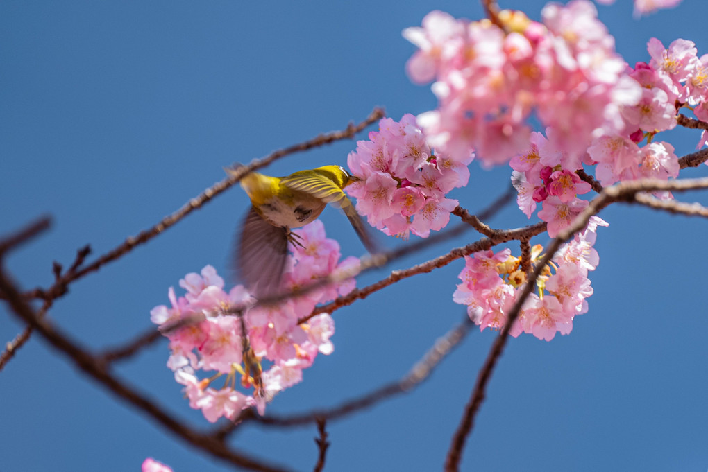 ホバリングして桜の蜜を吸う