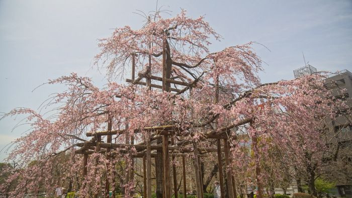 隅田の”三春滝桜”