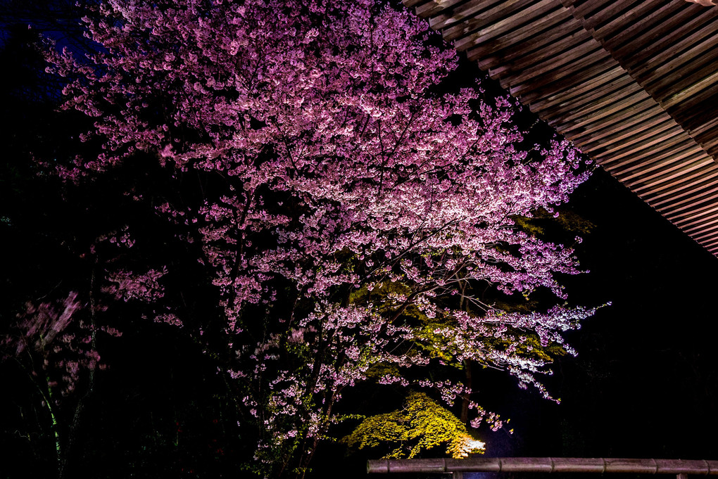 Cherry blossom light up