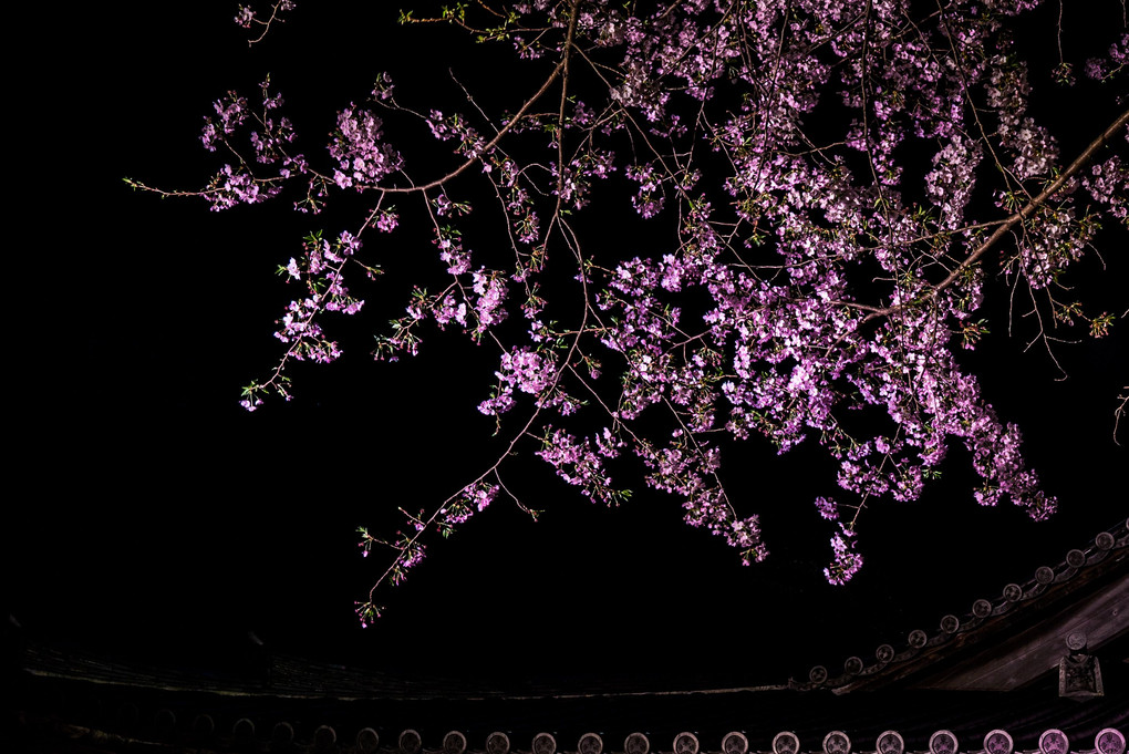 Cherry blossom light up