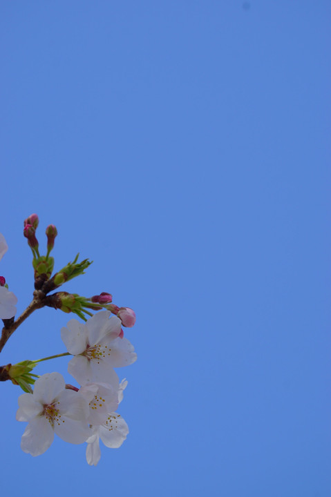 サクラ桜