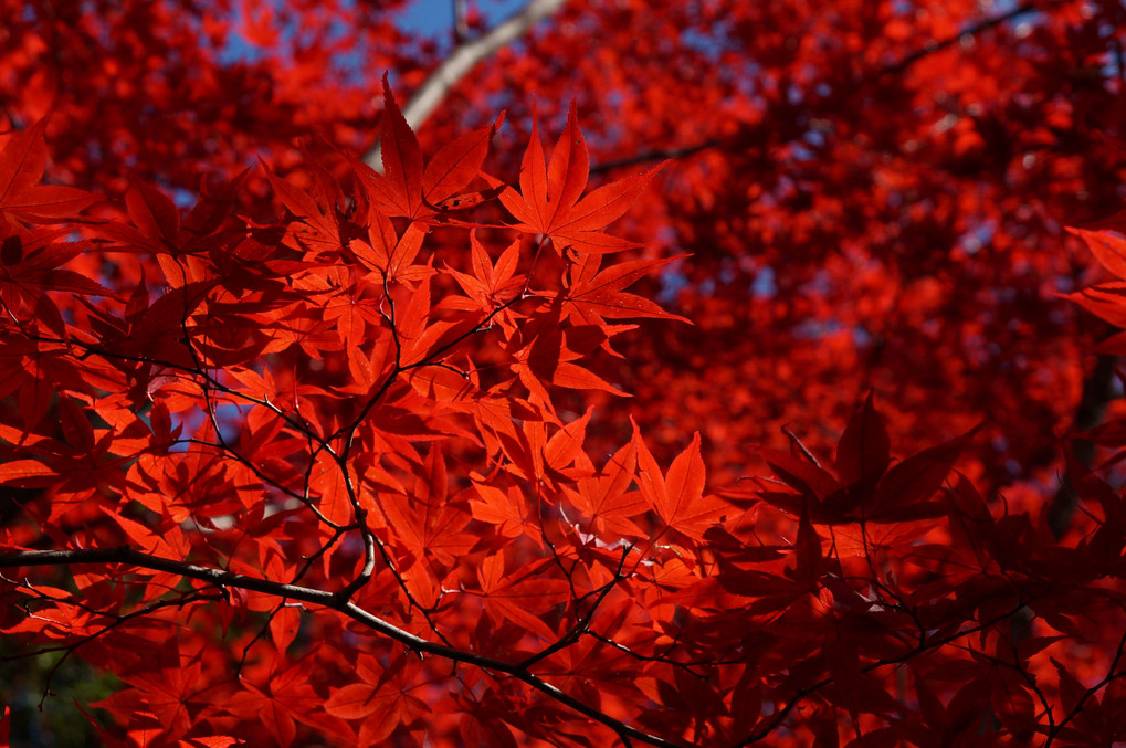 紅い秋