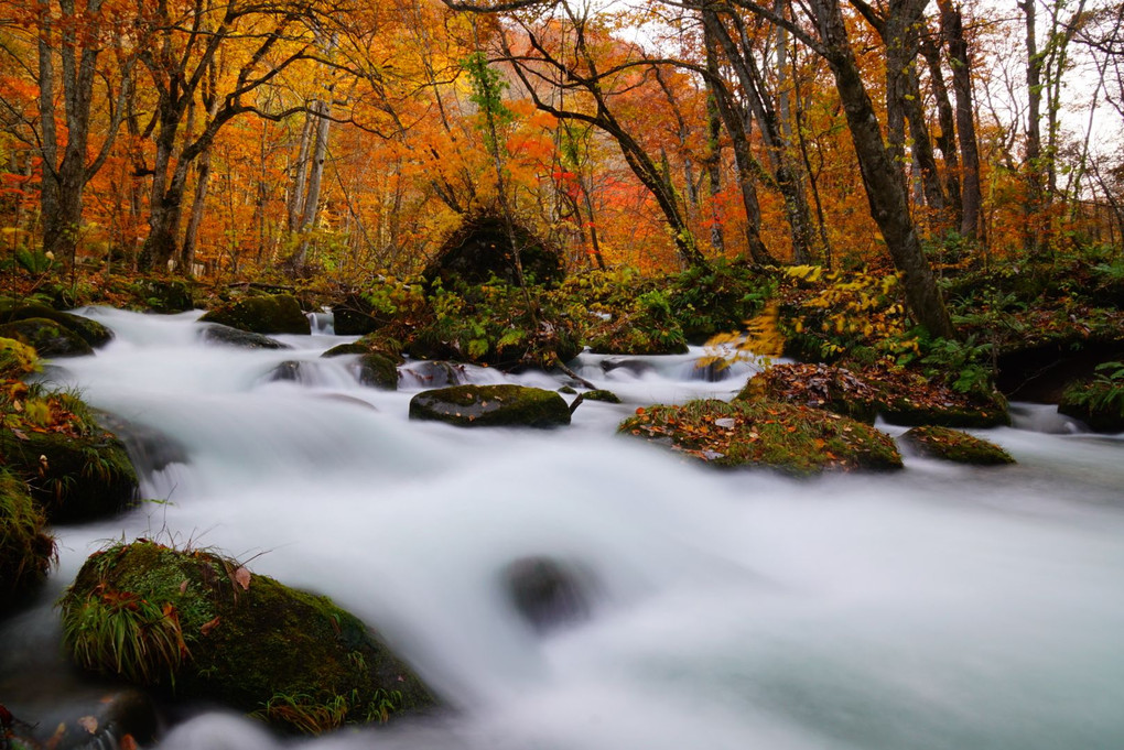 秋の奥入瀬渓流へ