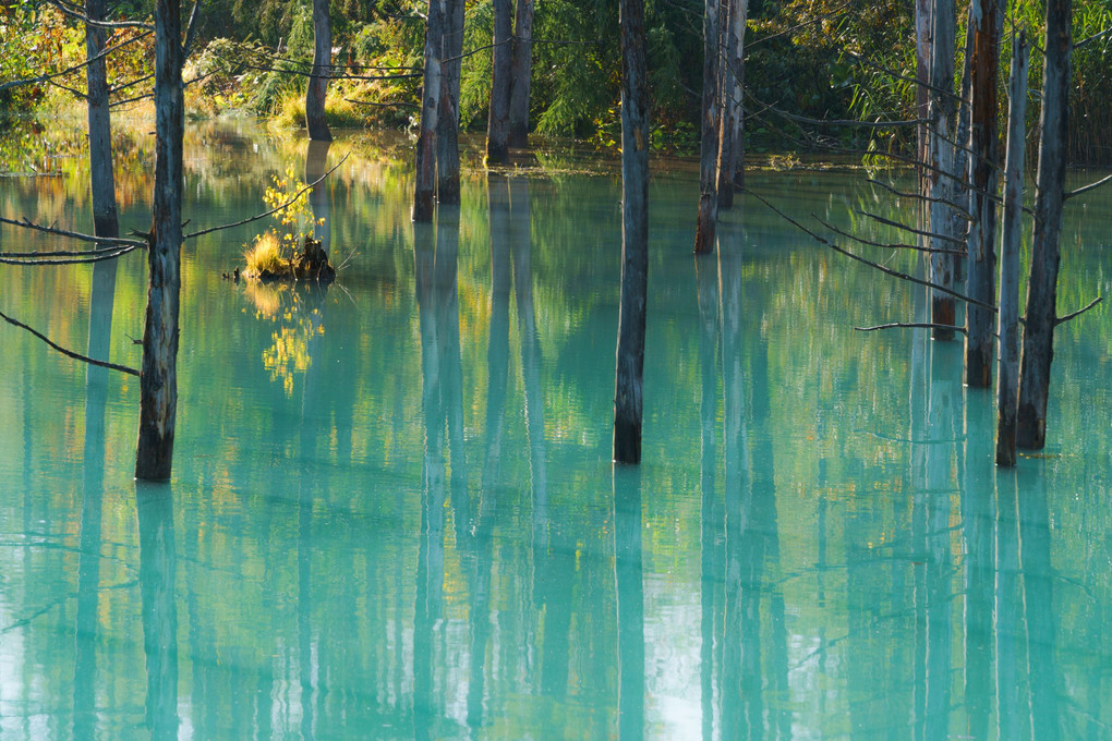 秋の青い池～美しい映り込み～