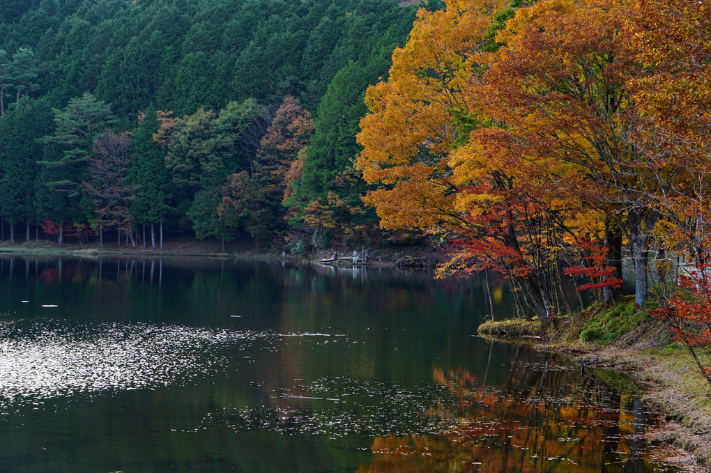 段戸湖の秋