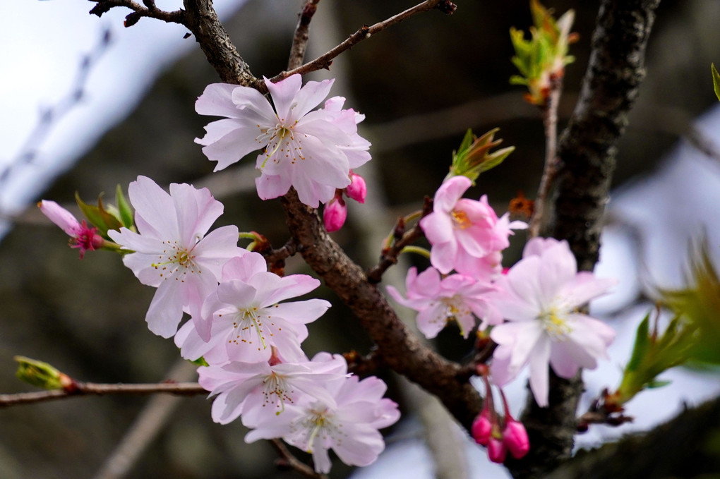桜 咲きました(^^♪)