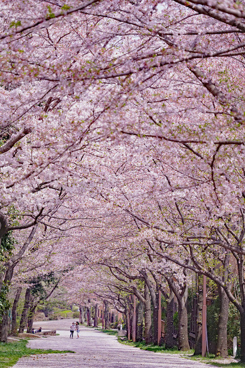 桜吹雪の散歩道～