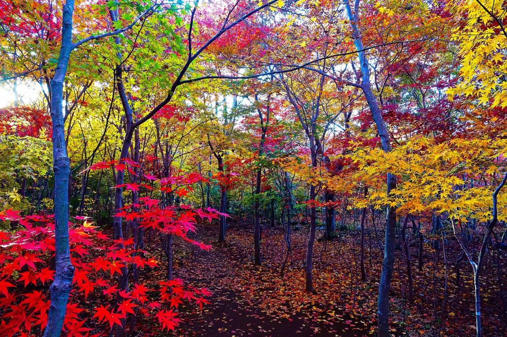秋を楽しむ小林槭樹園 ちょこっと興禅院