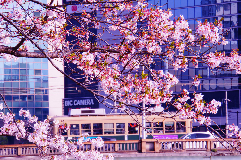 平成～令和の桜と広電電車