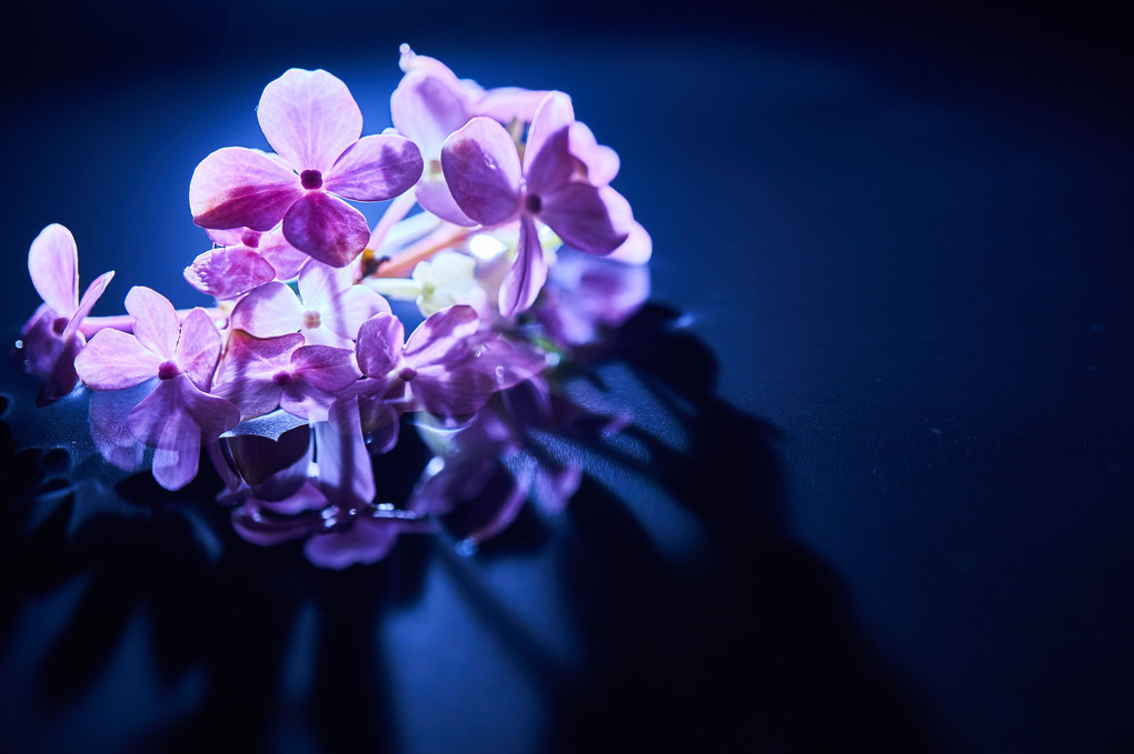  【闇にうかぶ幻夢】紫陽花は静かに輝く2019