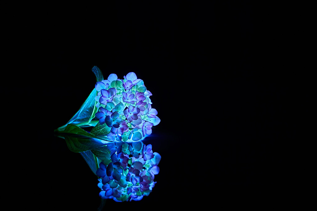  【闇にうかぶ幻夢】紫陽花は静かに輝く2019
