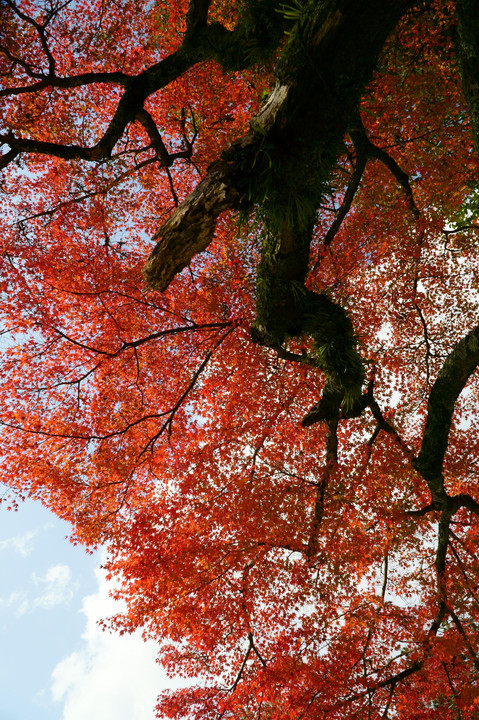 奈良公園・大仏殿脇のモミジ