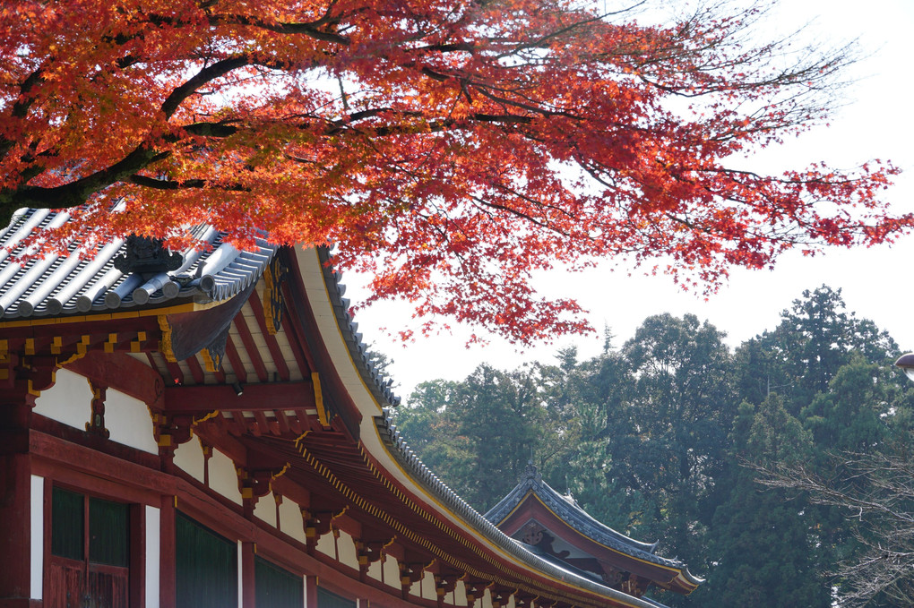 奈良公園・大仏殿脇のモミジ