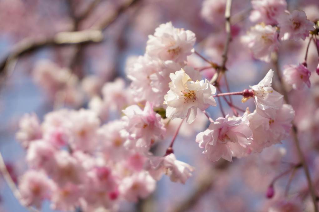 枝垂れ桜🌸今が見頃。