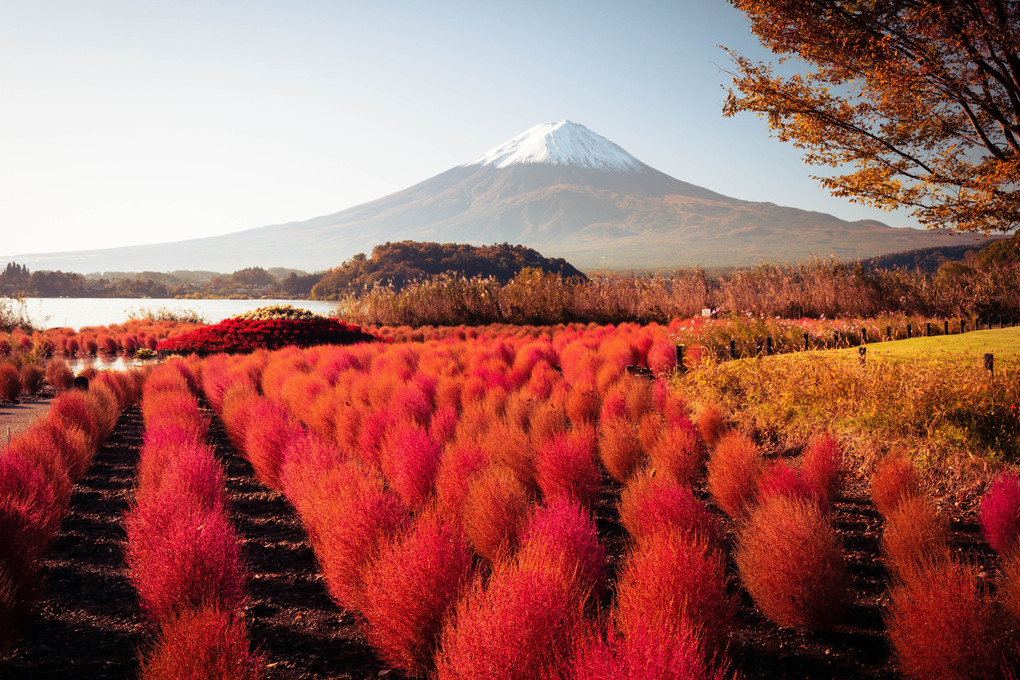 富士山と紅葉コキア