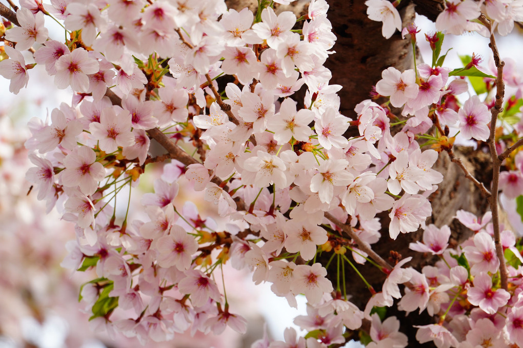 平岡樹芸センターの桜のうた