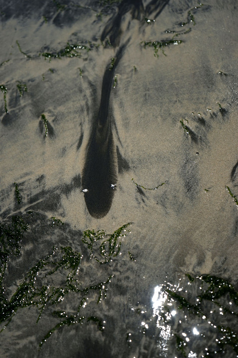 砂の水墨画