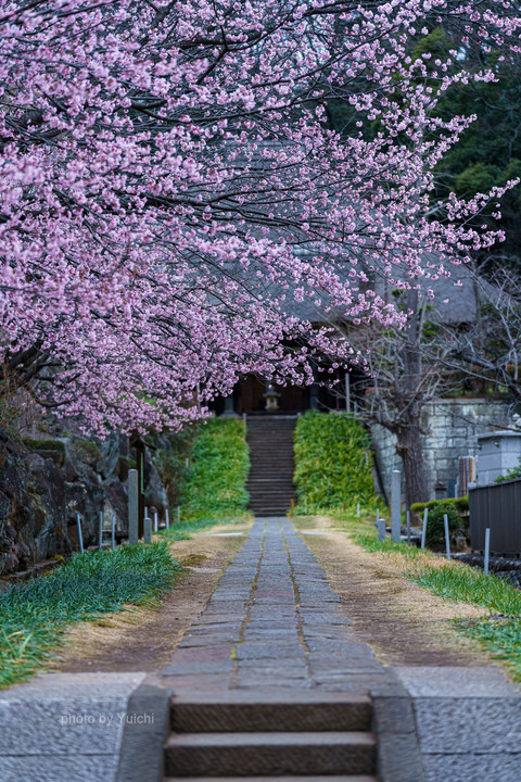 西方寺の日中桜