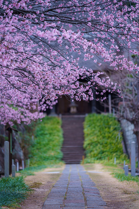 西方寺の日中桜