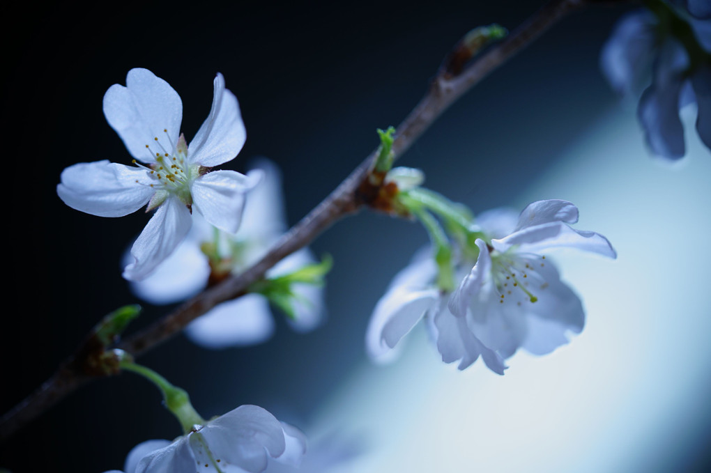 幻想の桜「αcafe体験会～本物の春～」