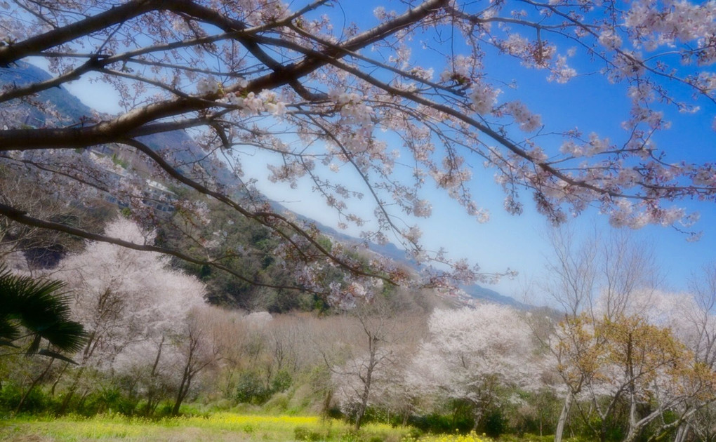 菜の花と桜、青空 🌸 春ですね☺️