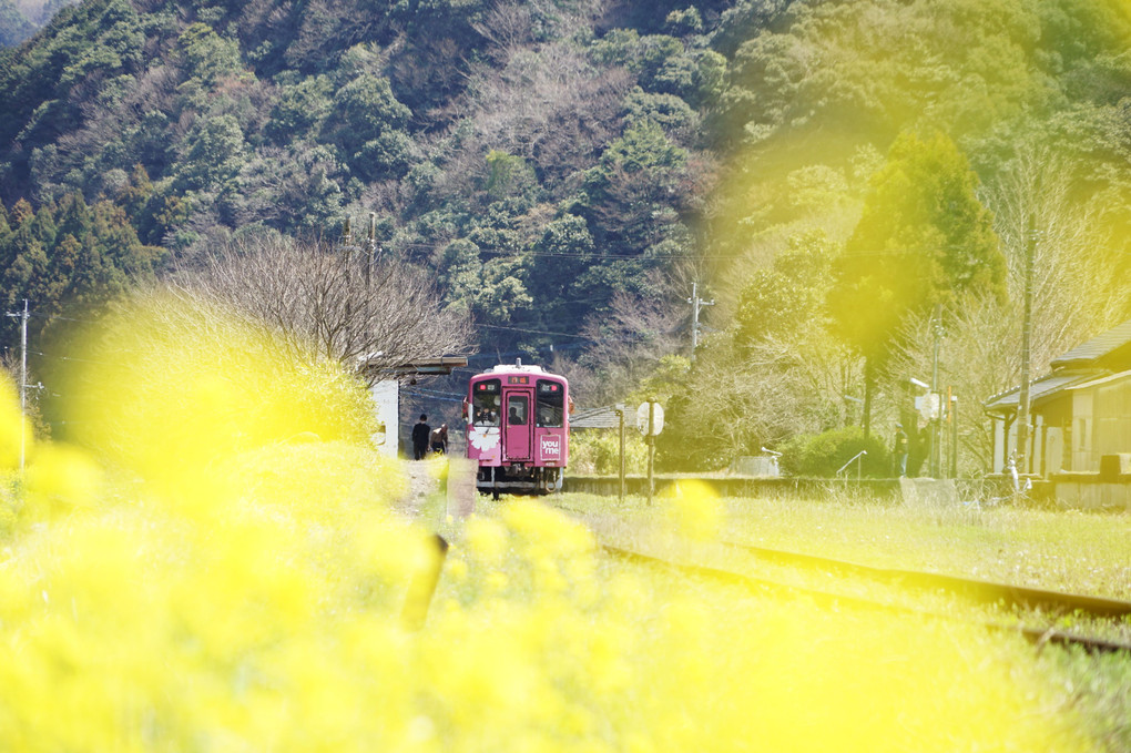 菜の花と赤い電車