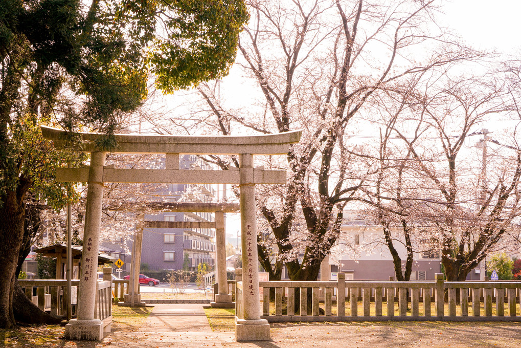 近くの神社の桜