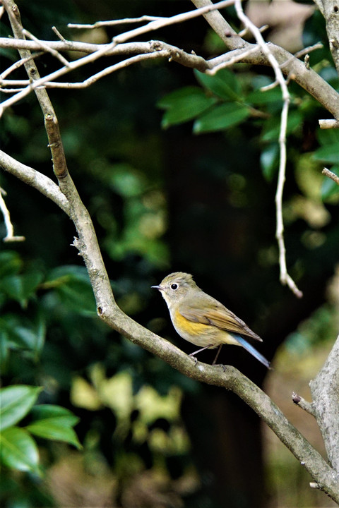 庄内川緑地公園にて…きれいな小鳥