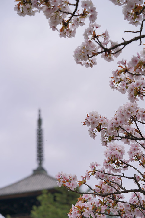 御室仁和寺の五重塔、花につつまれて