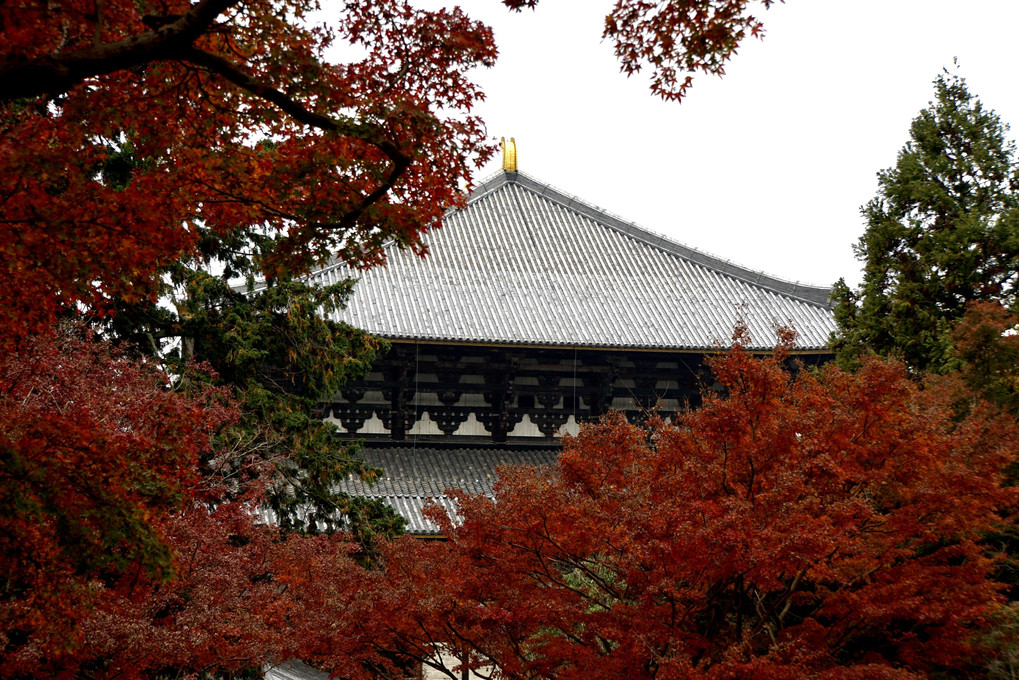 東大寺の紅葉
