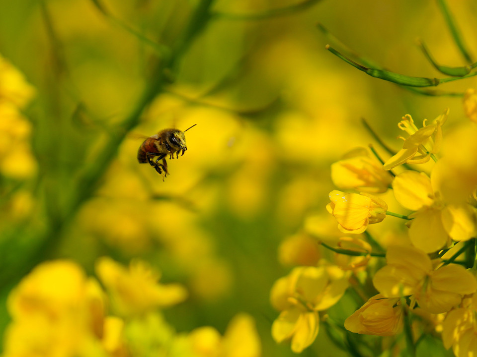 ミツバチは蜜採取に大忙し！