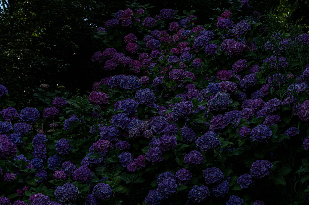 秋葉公園の紫陽花