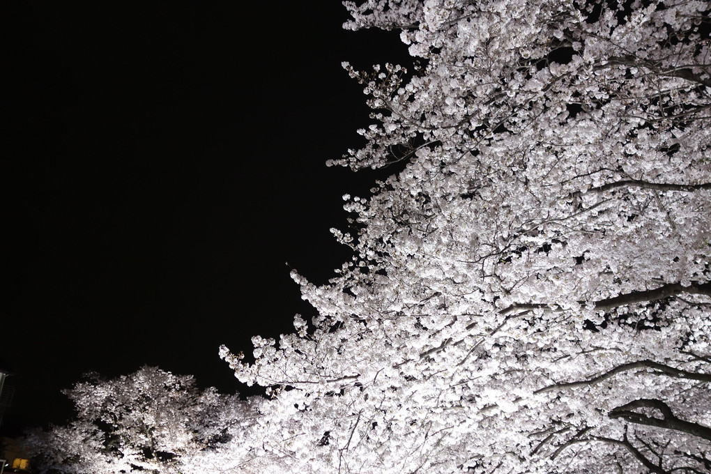 野川の桜ライトアップ2017