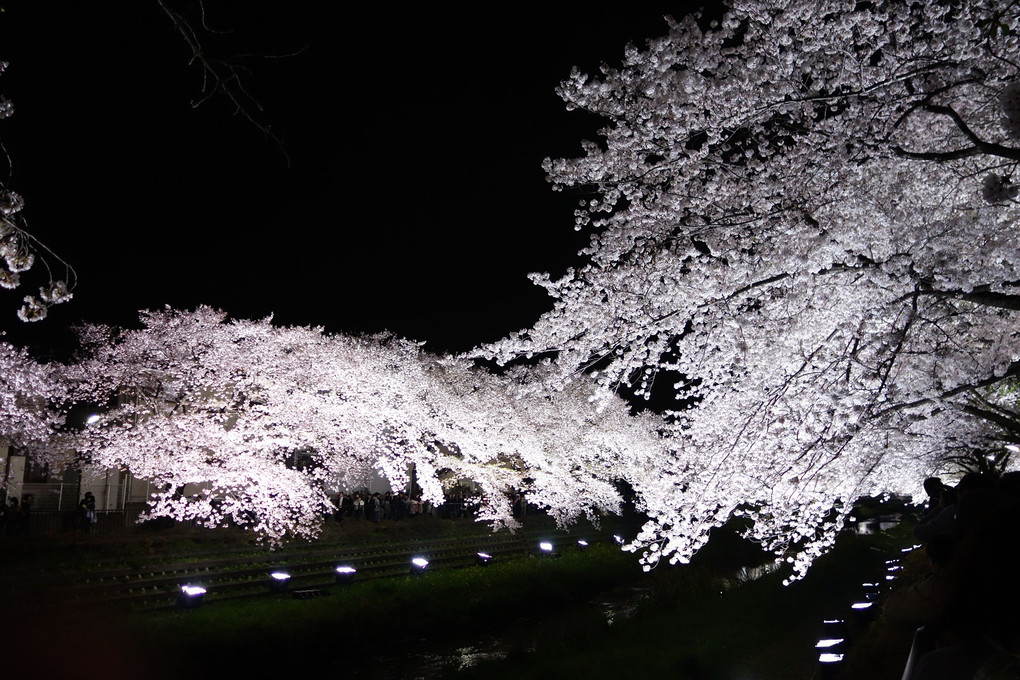 野川の桜ライトアップ2017