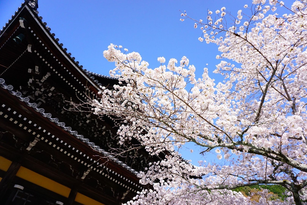 南禅寺の桜