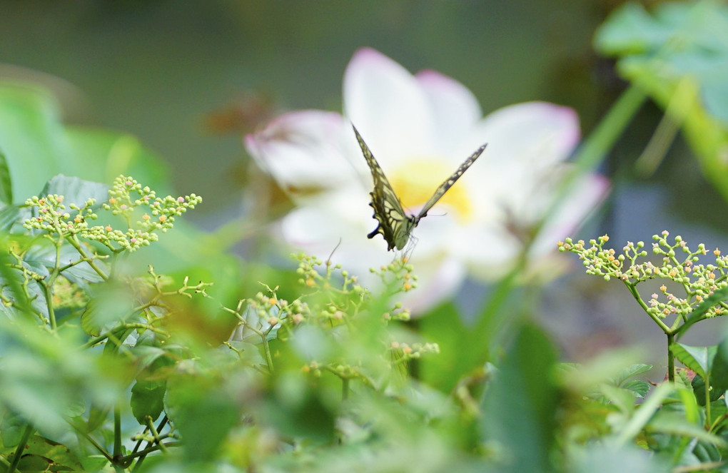 蓮の花とアゲハチョウ