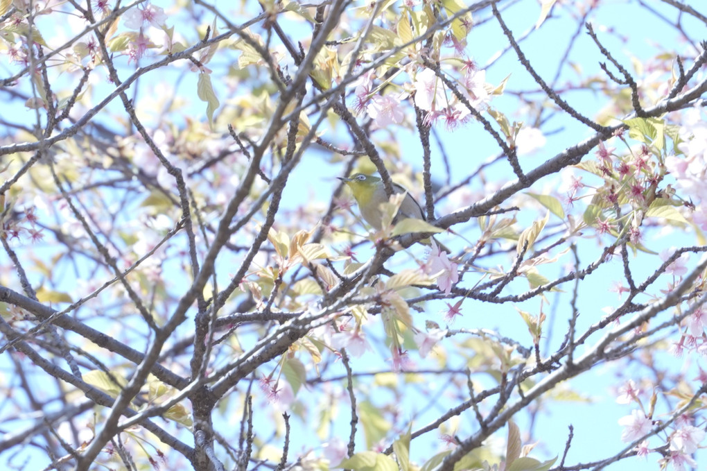 春の鳥たち