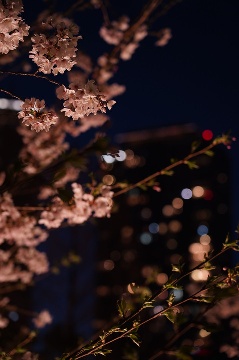 東京夜桜百景