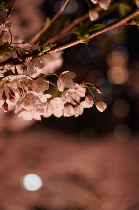 東京夜桜百景